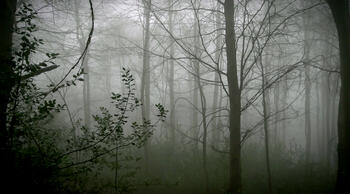 A forest