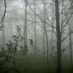A forest
