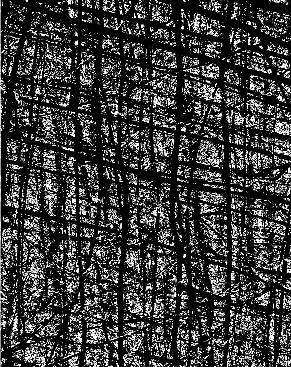 A forest
