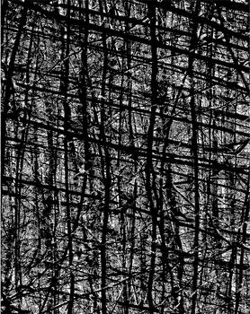 A forest