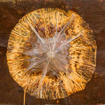 Fungus