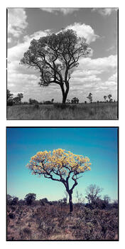 Arboles
